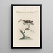 Ornithologia methodice digesta Pl435 - Saverio Manetti — gerahmtes Bild an der Wand
