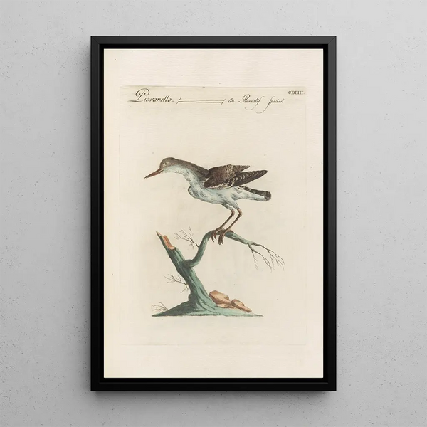 Ornithologia methodice digesta Pl435 - Saverio Manetti — gerahmtes Bild an der Wand