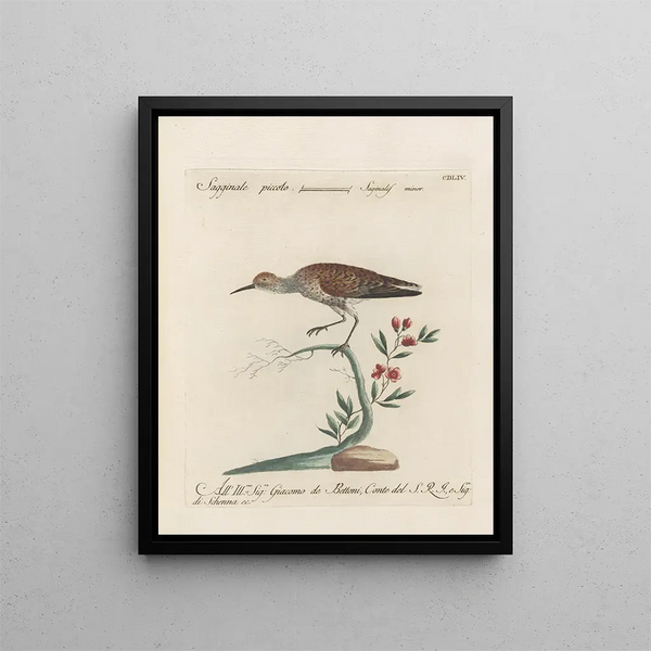 L'ornithologie a méthodiquement digéré Pl436 - Saverio Manetti — gerahmtes Bild an der Wand