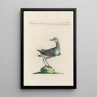 Saverio Manetti - Ornithologia methodice digesta Pl438.webp