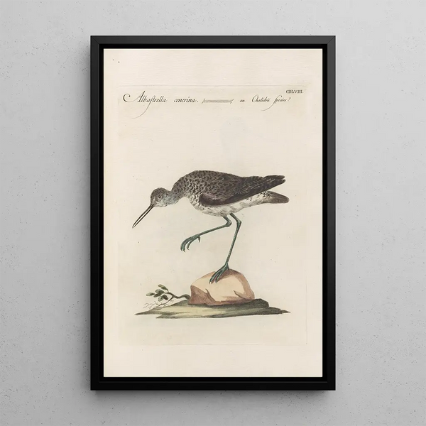 Ornithologia methodice digesta Pl440 - Saverio Manetti — gerahmtes Bild an der Wand