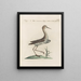 L ornithologie wurde methodisch verdaut Pl441 - Saverio Manetti — gerahmtes Bild an der Wand