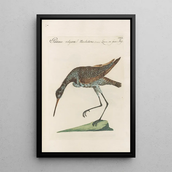 Ornithologia methodice digesta Pl442 - Saverio Manetti — gerahmtes Bild an der Wand