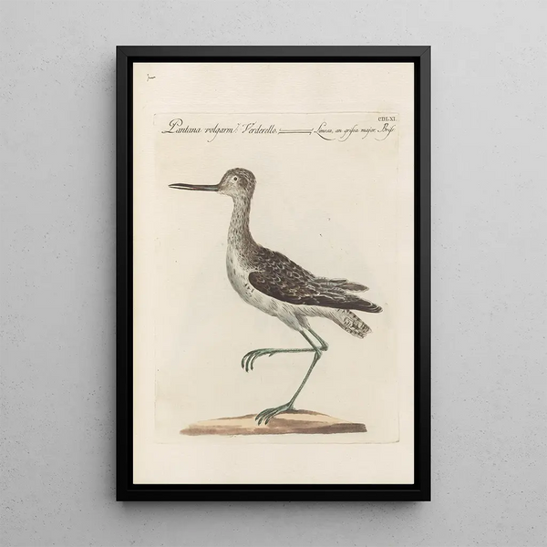 Ornithologia methodice digesta Pl443 - Saverio Manetti — gerahmtes Bild an der Wand