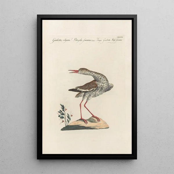 Ornithologia methodice digesta Pl446 - Saverio Manetti — gerahmtes Bild an der Wand