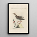 Ornithologia methodice digesta Pl447 - Saverio Manetti — gerahmtes Bild an der Wand