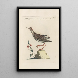 Saverio Manetti - Ornithologia methodice digesta Pl447.webp