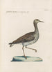 Ornithologia methodice digesta Pl450 - Saverio Manetti — Ansicht des Kunstwerks