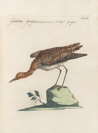 Saverio Manetti - Ornithologia methodice digesta Pl451.webp