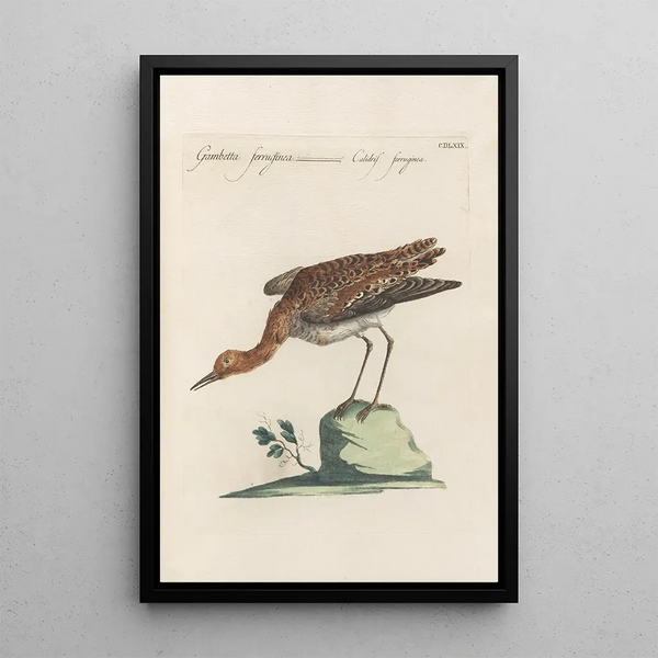 Ornithologia methodice digesta Pl451 - Saverio Manetti — gerahmtes Bild an der Wand