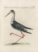 Ornithologia methodice digesta Pl452 - Saverio Manetti — Ansicht des Kunstwerks