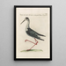 Ornithologia methodice digesta Pl452 - Saverio Manetti — gerahmtes Bild an der Wand