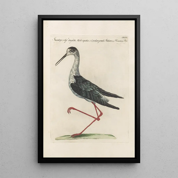 Ornithologia methodice digesta Pl452 - Saverio Manetti — gerahmtes Bild an der Wand