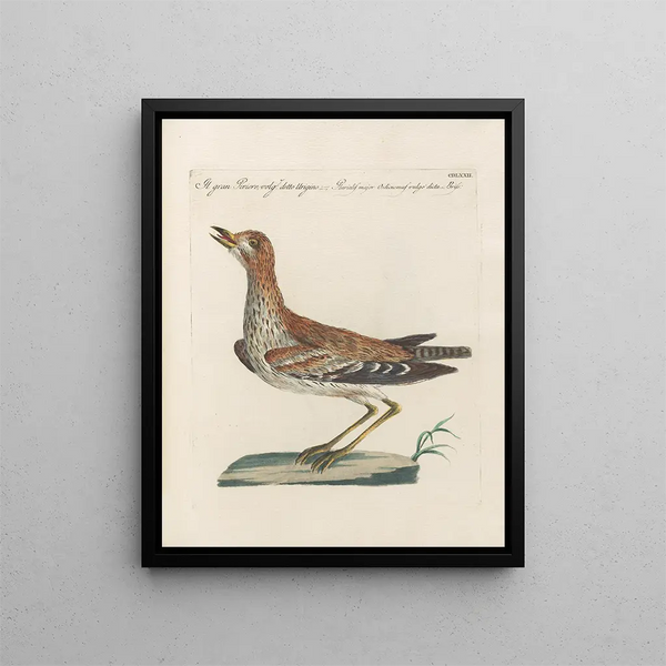 L'ornithologie als methodisch verdautes Gemälde Pl454 - Saverio Manetti — gerahmtes Bild an der Wand