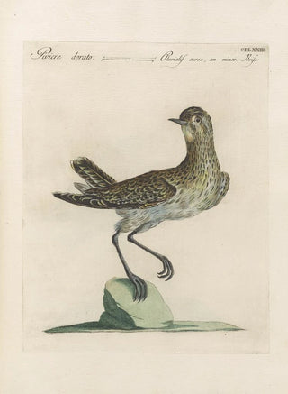 Saverio Manetti - Ornithologia methodice digesta Pl455.webp