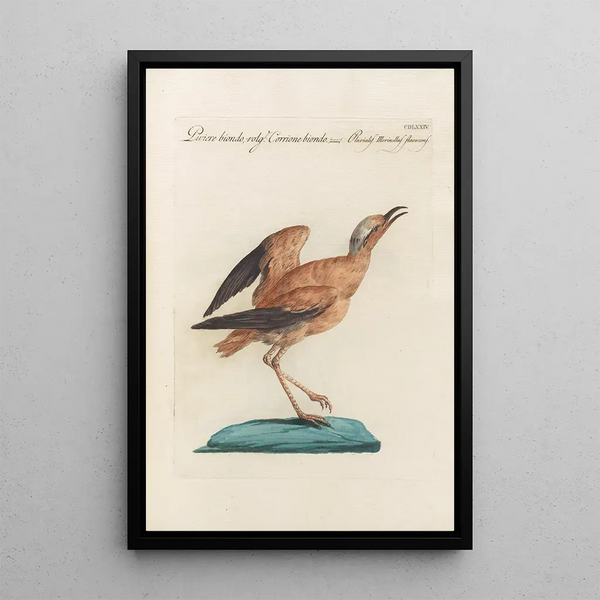 Ornithologia methodice digesta Pl456 - Saverio Manetti — gerahmtes Bild an der Wand
