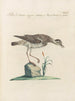 L'ornithologie a méthodiquement digéré Pl457 - Saverio Manetti — Ansicht des Kunstwerks