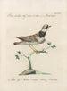 Ornithologia methodice digesta Pl458 - Saverio Manetti — Ansicht des Kunstwerks