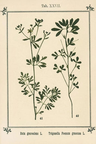 Sebastian Kneipp - Plantatlas to My watercure Pl07.webp