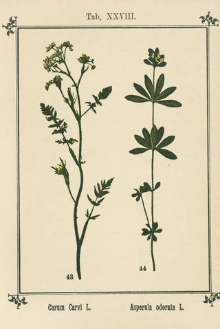 Sebastian Kneipp - Plantatlas to My watercure Pl08.webp