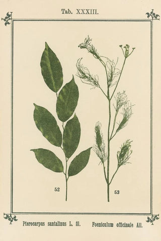 Sebastian Kneipp - Plantatlas to My watercure Pl13.webp