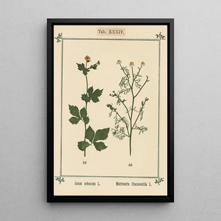 Sebastian Kneipp - Plantatlas to My watercure Pl14.webp