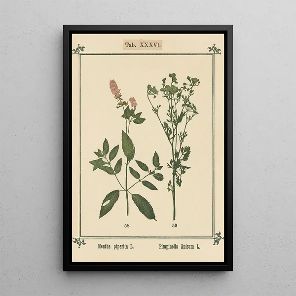 Sebastian Kneipp - Plantatlas to My watercure Pl16.webp