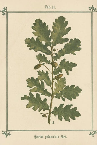 Sebastian Kneipp - Plantatlas to My watercure Pl22.webp