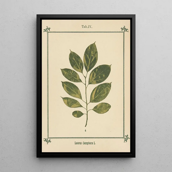 Sebastian Kneipp - Plantatlas to My watercure Pl24.webp