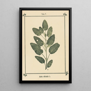 Sebastian Kneipp - Plantatlas to My watercure Pl25.webp