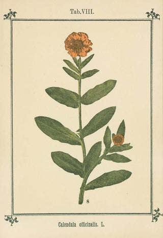 Sebastian Kneipp - Plantatlas to My watercure Pl28.webp