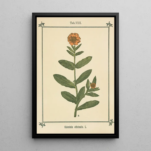 Sebastian Kneipp - Plantatlas to My watercure Pl28.webp