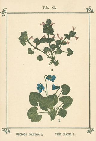 Sebastian Kneipp - Plantatlas to My watercure Pl31.webp