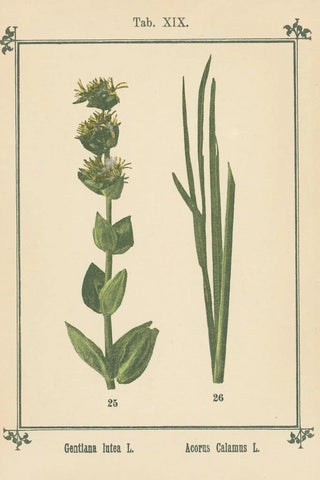 Sebastian Kneipp - Plantatlas to My watercure Pl38.webp