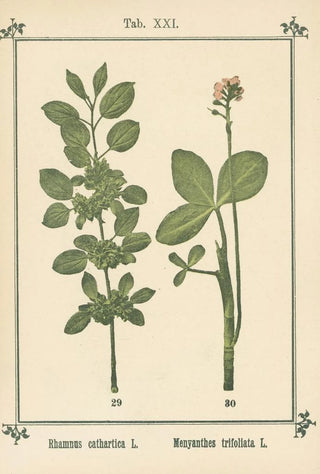 Sebastian Kneipp - Plantatlas to My watercure Pl40.webp