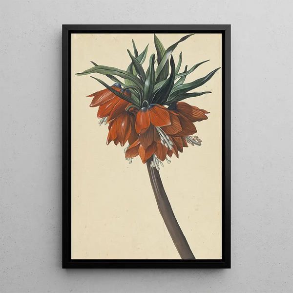Sebastian Wegmayr - Frittelaria imperialis.webp