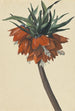 Fritillaria imperialis - Sebastian Wegmayr — Ansicht des Kunstwerks