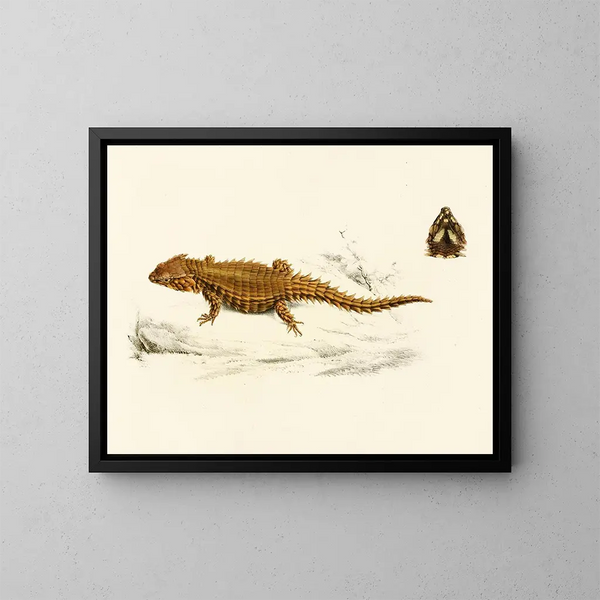 Cordyle à carapace - Sir Andrew Smith — gerahmtes Bild an der Wand
