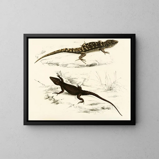 Sir Andrew Smith - Cordylus Fasciatus Cordylus Capdensis.webp