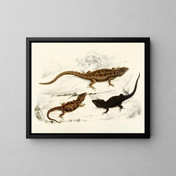 Cordylus polyzonus Cordylus griseus var. - Sir Andrew Smith — gerahmtes Bild an der Wand