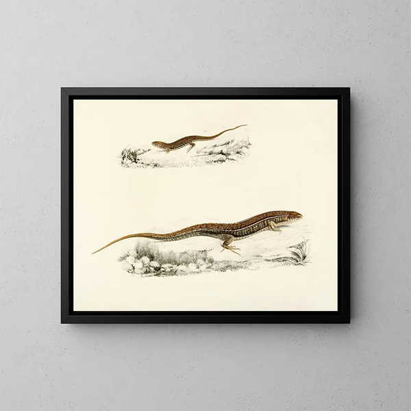 Gerrhosaurus flavigularis adulte jeune - Sir Andrew Smith — gerahmtes Bild an der Wand