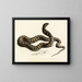 Naja haematochetes - Sir Andrew Smith — gerahmtes Bild an der Wand
