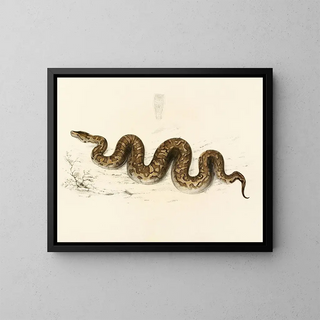 Sir Andrew Smith - Python Natalensis.webp