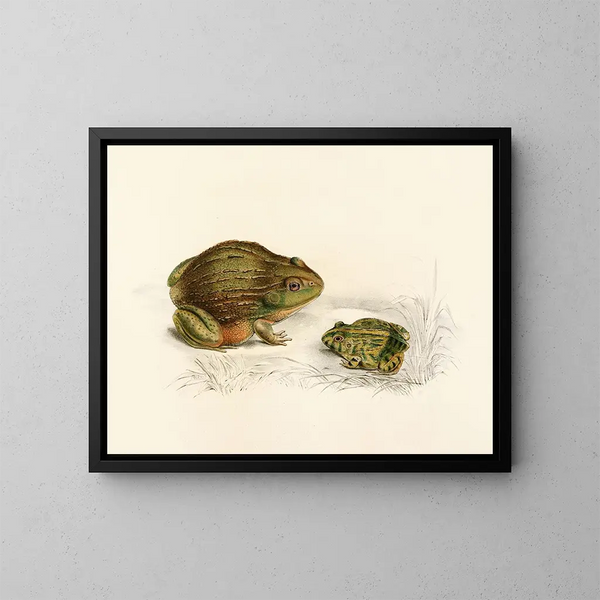 Pyxicephalus adspersus adulte jeune - Sir Andrew Smith — gerahmtes Bild an der Wand