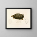 Sternotherus sinuatum - Sir Andrew Smith — gerahmtes Bild an der Wand