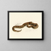 Vipère lophophrys - Sir Andrew Smith — gerahmtes Bild an der Wand