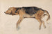 Studie eines liegenden Hundes - Sir Edwin Henry Landseer — Ansicht des Kunstwerks