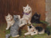 Katzenbabys - Sophie Sperlich — Ansicht des Kunstwerks
