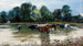 von Vaches pataugeant dans la rivière - Stanisław Masłowski — Ansicht des Kunstwerks