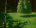 Junge Birken - Stanisław Witkiewicz — Ansicht des Kunstwerks